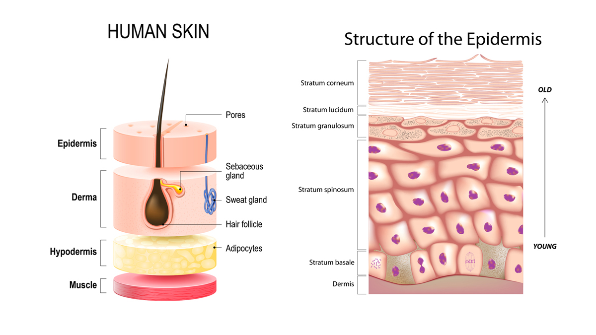human skin layers microscope